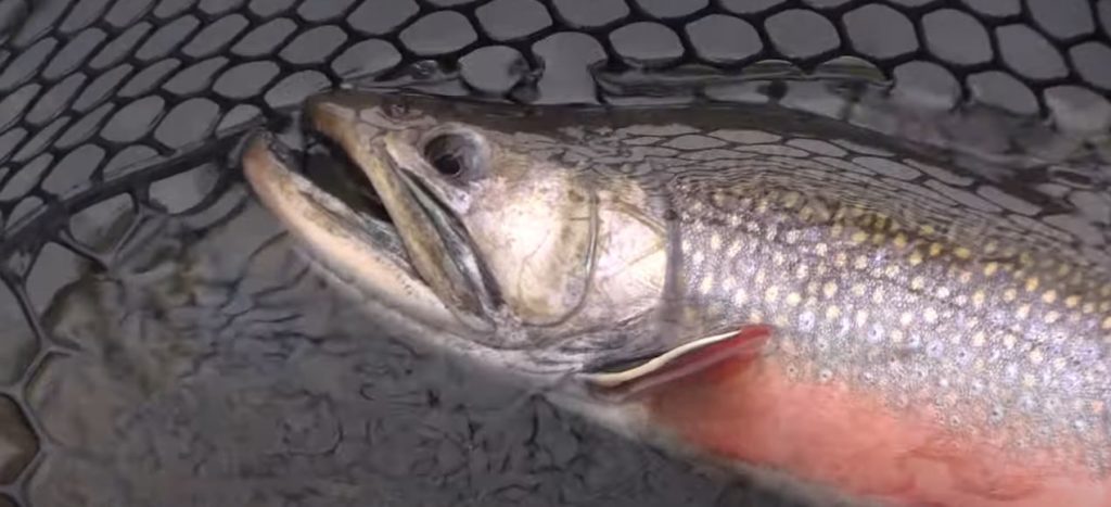 Big Brook Trout and Beautiful Grayling on Boulder Mountain - KSL Outdoors