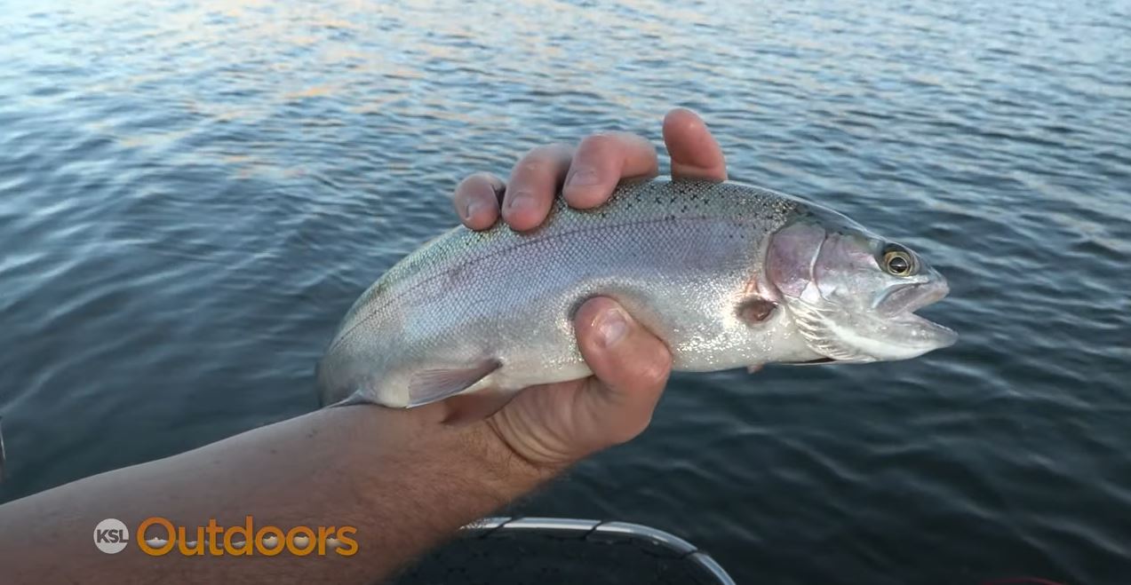Kokanee and Rainbow Trout Fishing at Rockport State Park - KSL Outdoors