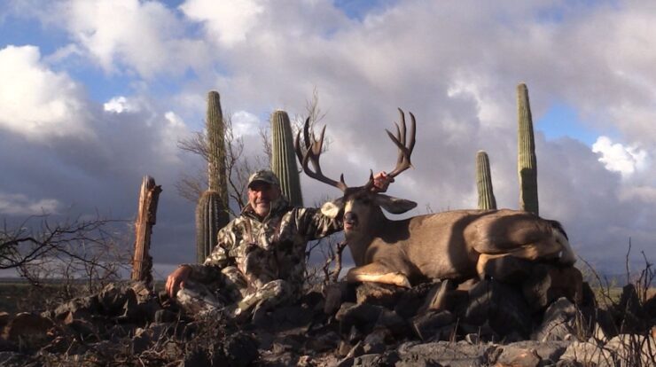 Sonora, Mexico Mule Deer Buck