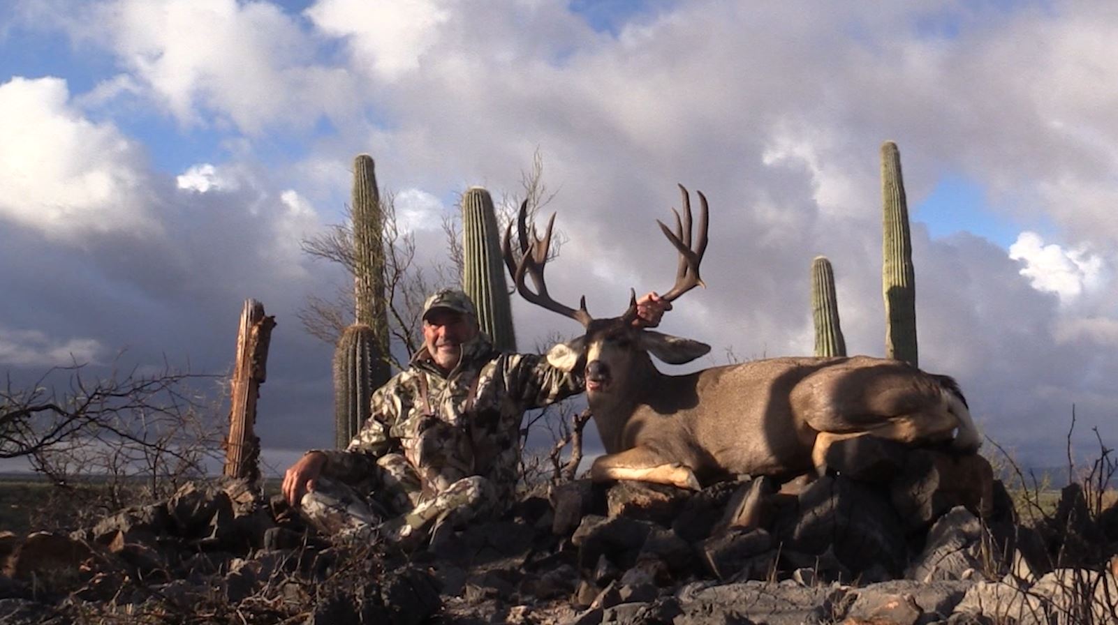 Sonora, Mexico Mule Deer Buck...