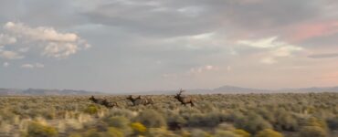 Bull elk chasing cows