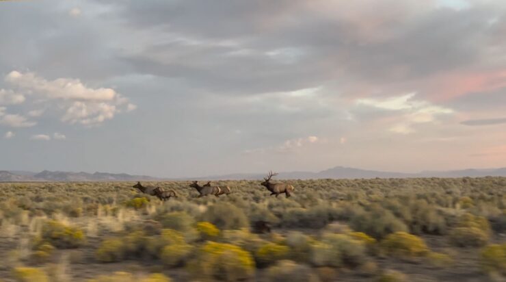 Bull elk chasing cows