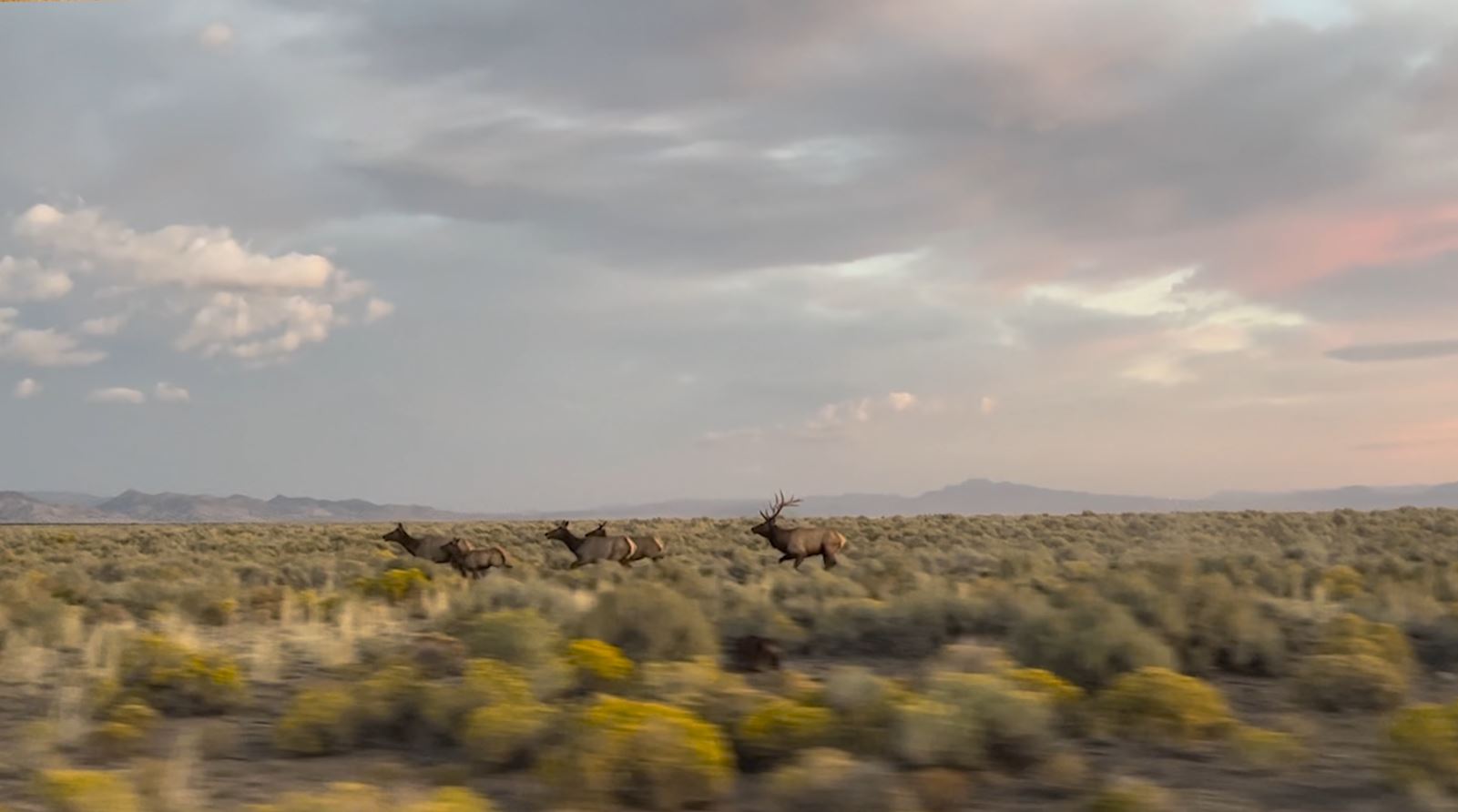 Bull elk chasing cows...