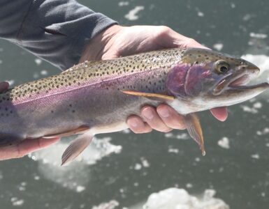 rainbow trout
