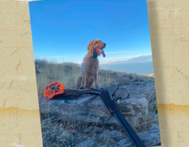 Hunting Dog