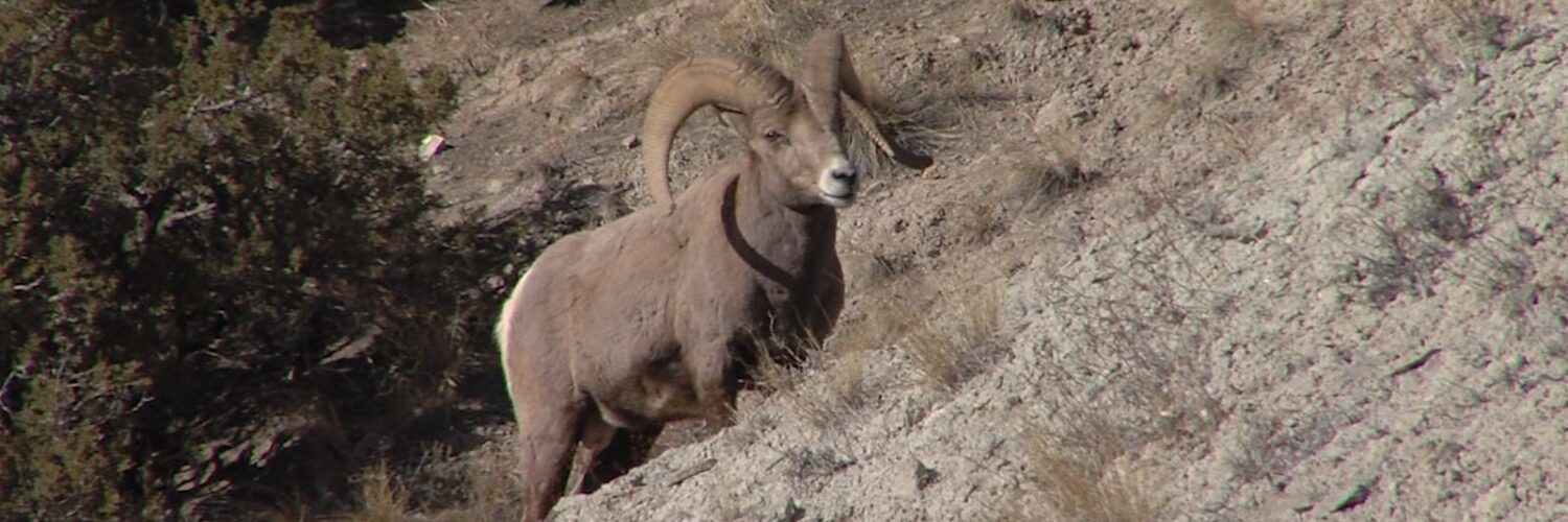 Bighorn Sheep