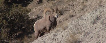 Bighorn Sheep