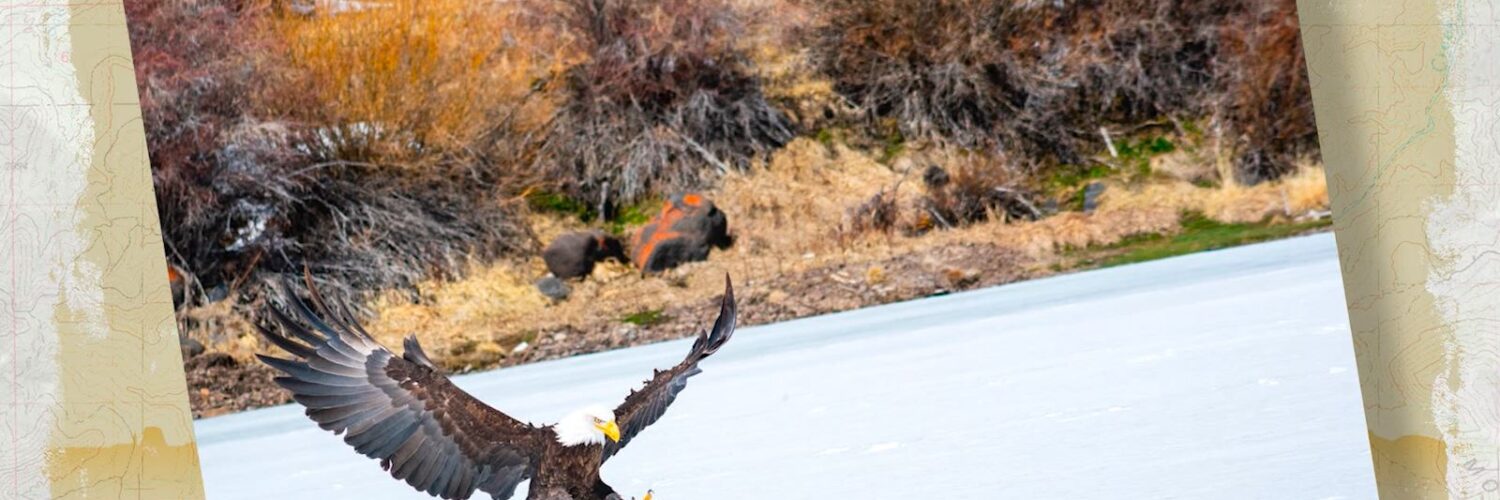Eagle steals fish