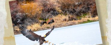 Eagle steals fish