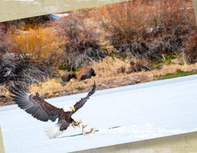 Eagle steals fish