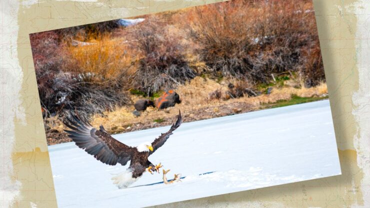 Eagle steals fish