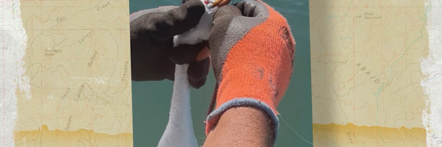 Caught a Greeb with a Fishing Lure