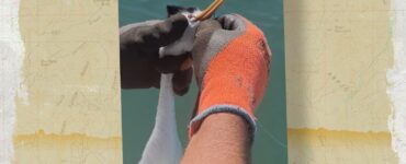 Caught a Greeb with a Fishing Lure