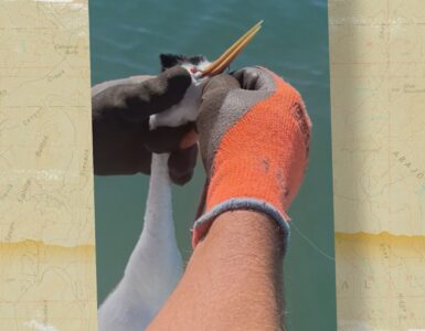Caught a Greeb with a Fishing Lure