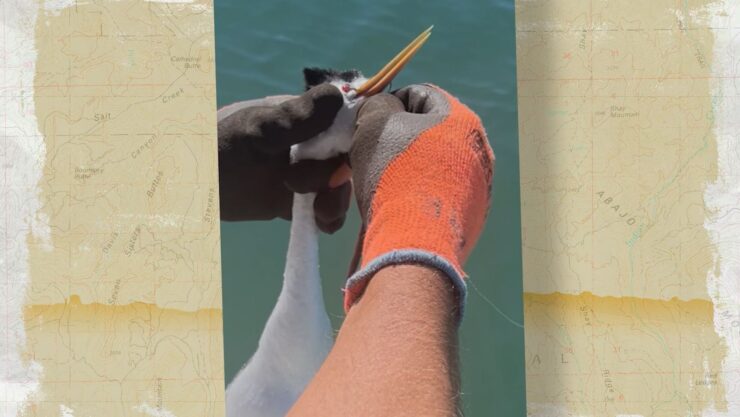 Caught a Greeb with a Fishing Lure