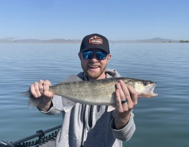 Willard Walleye