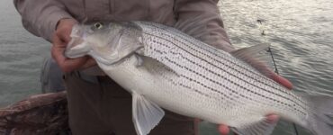 WIPER VS STRIPER