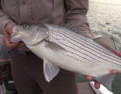 WIPER VS STRIPER