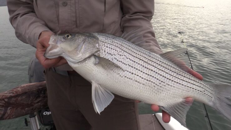 WIPER VS STRIPER