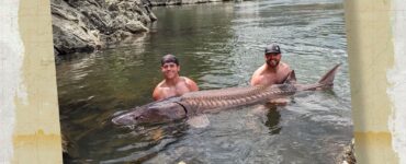 Idaho Sturgeon