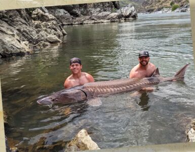 Idaho Sturgeon