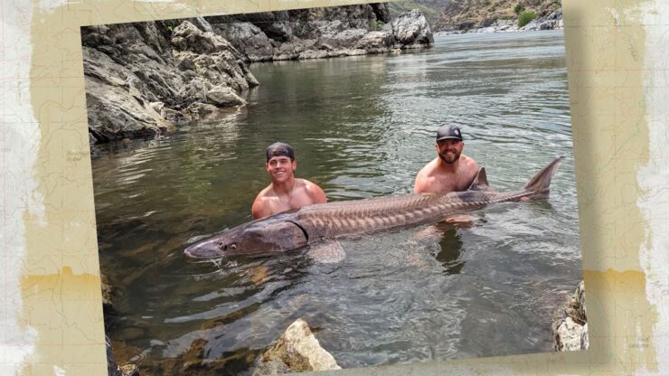 Idaho Sturgeon