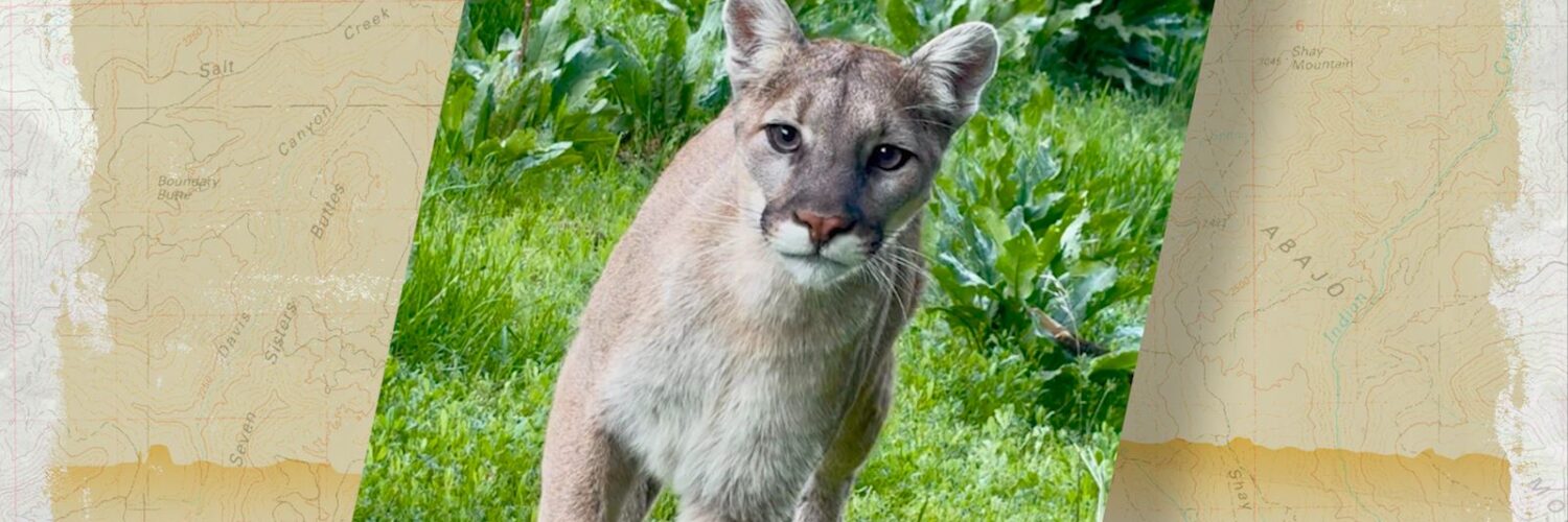 Close encounter with a mountain lion