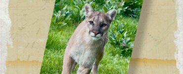 Close encounter with a mountain lion