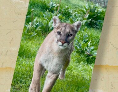 Close encounter with a mountain lion