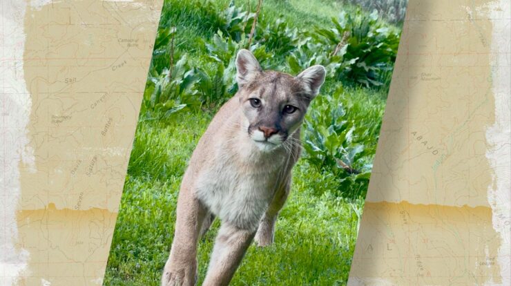 Close encounter with a mountain lion