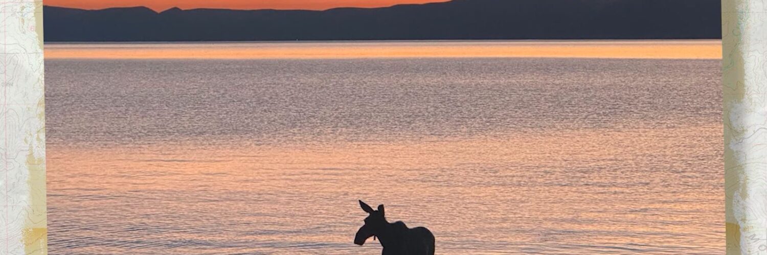 Moose swims across Bear Lake