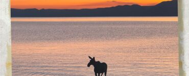 Moose swims across Bear Lake