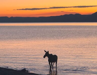 Moose swims across Bear Lake