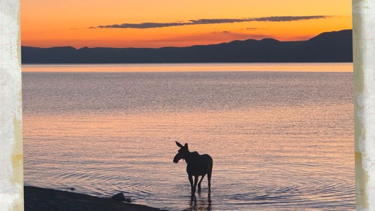 Moose swims across Bear Lake