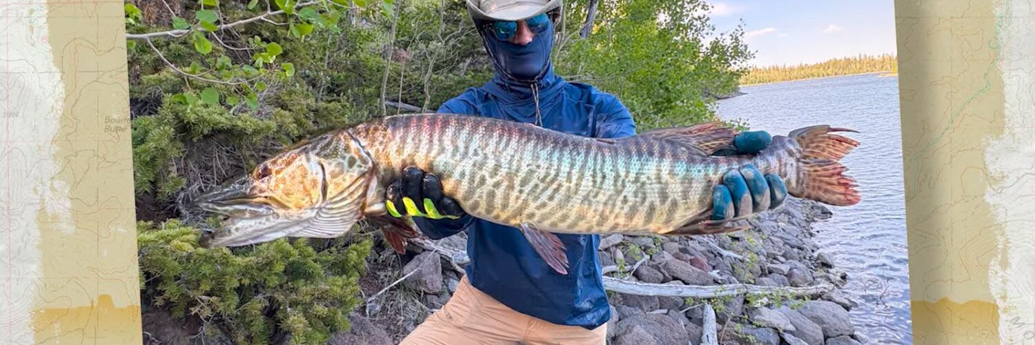 Big Tiger Musky