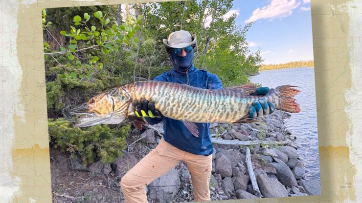 Big Tiger Musky
