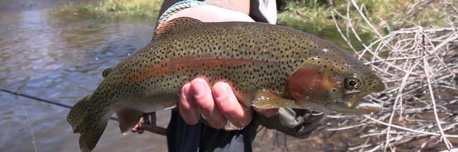 Lost Creek Rainbow Trout