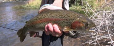 Lost Creek Rainbow Trout