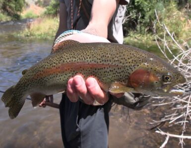 Lost Creek Rainbow Trout