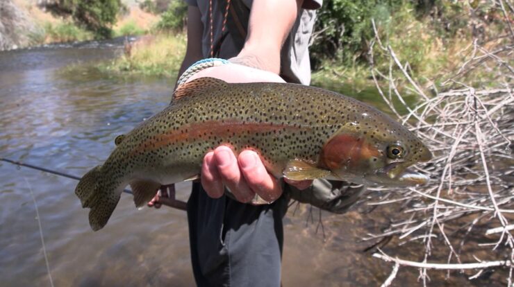 Lost Creek Rainbow Trout
