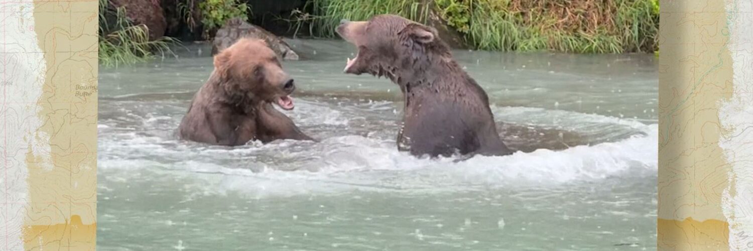 Grizzly bears fighting in river