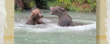 Grizzly bears fighting in river