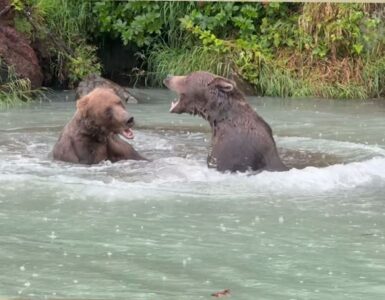 Grizzly bears fighting in river