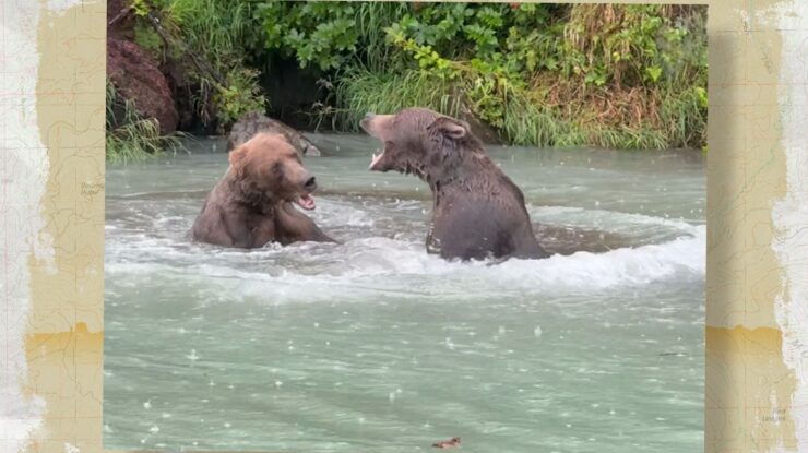 Grizzly bears fighting in river