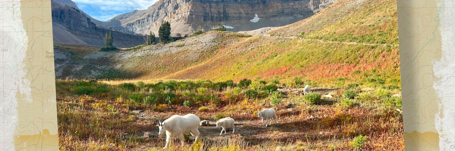 Mount Timpanogos mountain goats