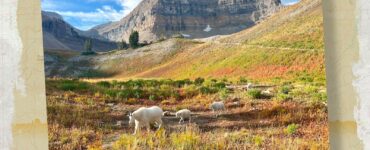 Mount Timpanogos mountain goats