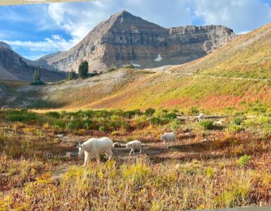 Mount Timpanogos mountain goats