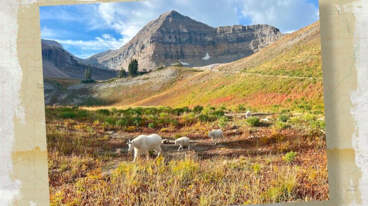 Mount Timpanogos mountain goats
