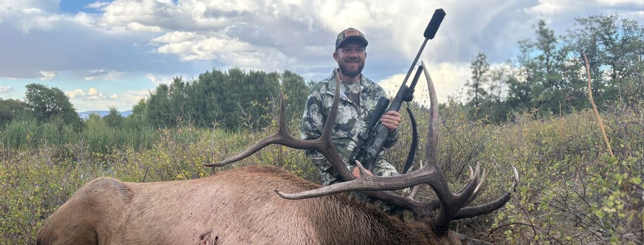 bull elk down 2