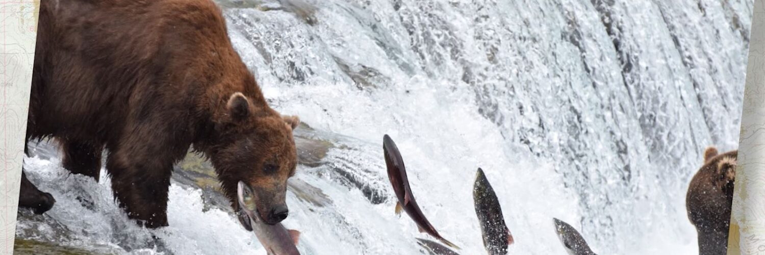 Grizzly eating fish